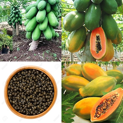 Picture of 10 Pcs Beautiful Yellow Gold Papaya SeedS  All Season
