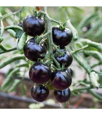 Picture of All Season Black Cherry Tomato Seeds - 20 Pcs SeedS