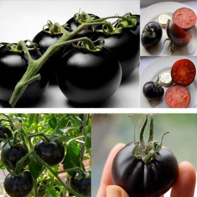 Picture of All Season Black Cherry Tomato Seeds - 20 Pcs SeedS
