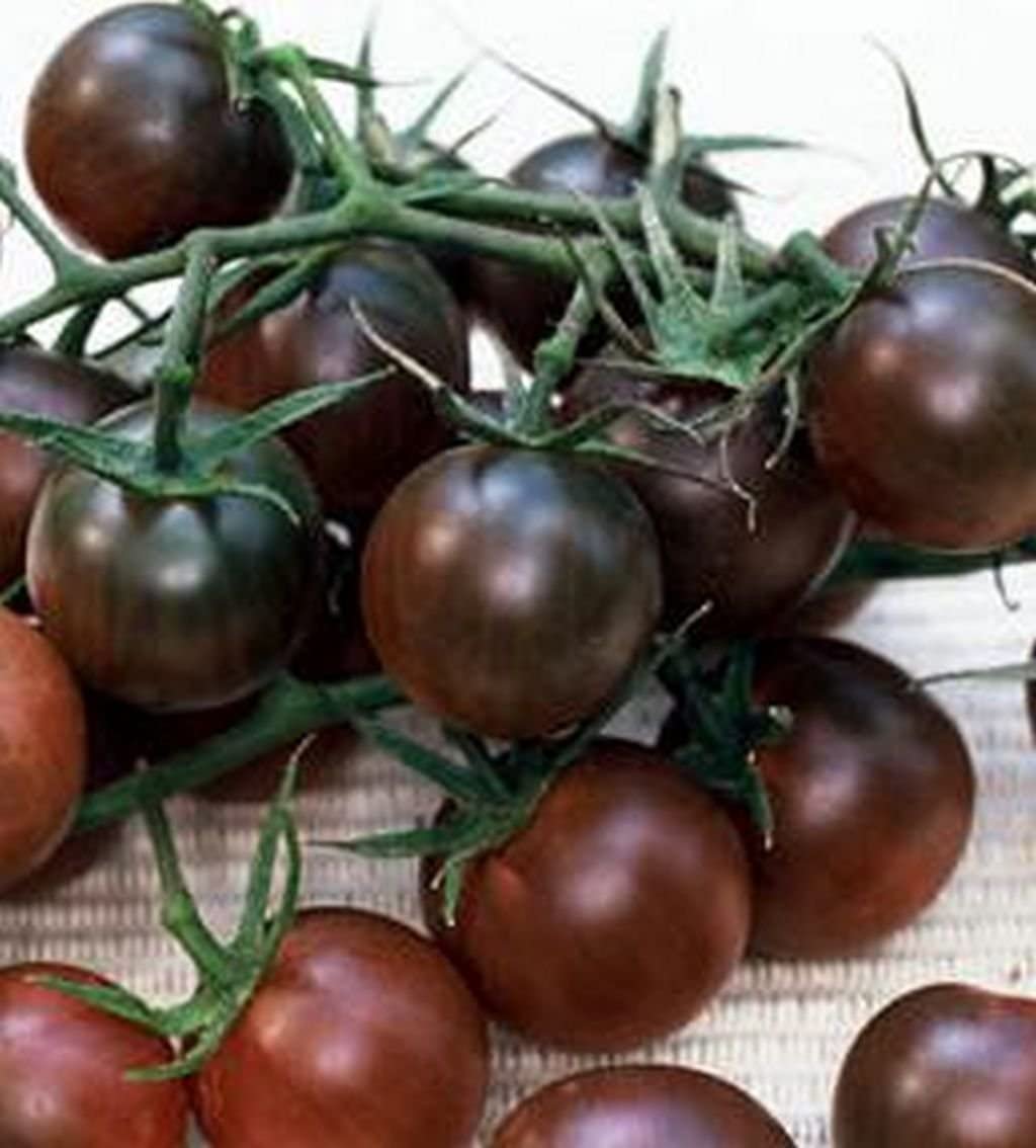 Picture of All Season Black Cherry Tomato Seeds - 20 Pcs SeedS