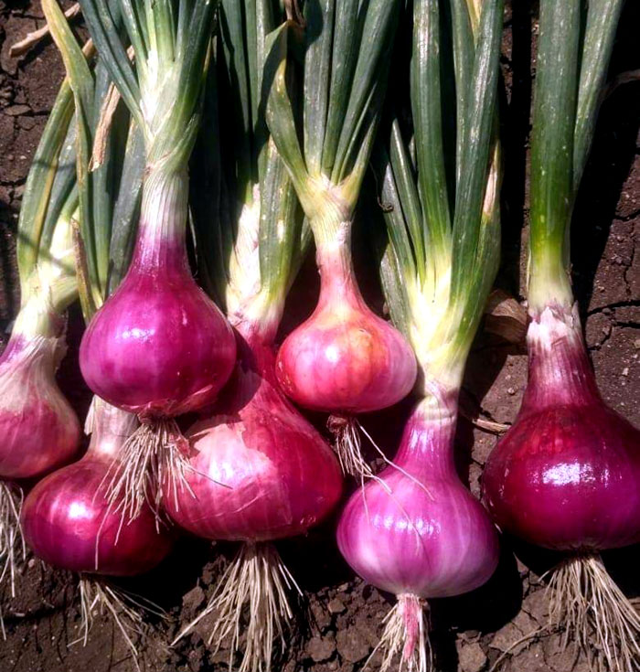 Picture of Red Onion Seeds- 150 Pcs SeedS