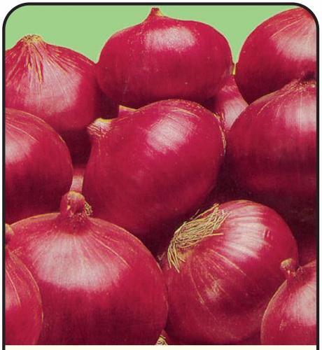 Picture of Red Onion Seeds- 150 Pcs SeedS