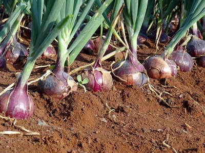 Picture of Red Onion Seeds- 150 Pcs SeedS