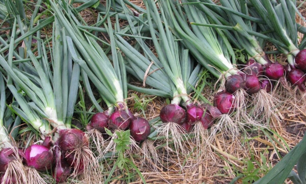 Picture of Red Onion Seeds- 150 Pcs SeedS