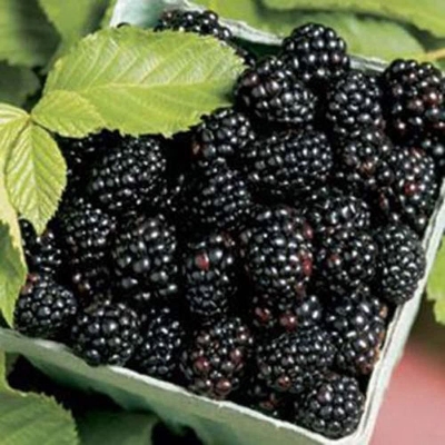 Picture of 30 PcS Imported Black Mulberry Seeds - 30 Pcs SeedS