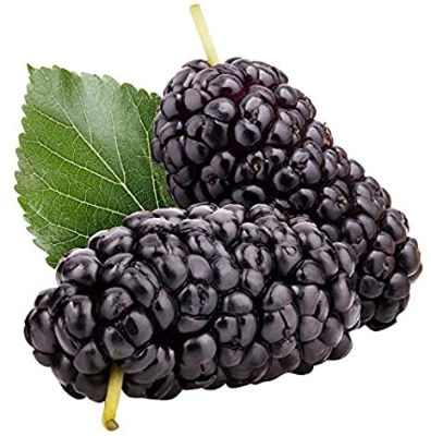 Picture of 30 PcS Imported Black Mulberry Seeds - 30 Pcs SeedS