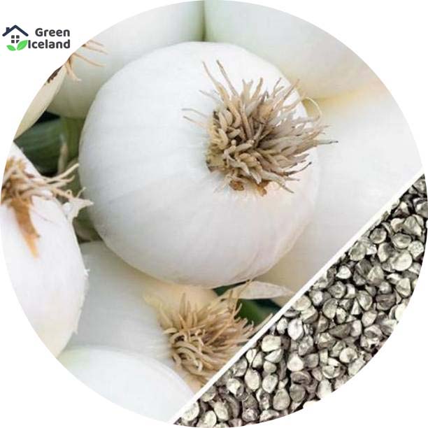 Picture of Organic white Onion Seeds - 100 Pcs SeedS