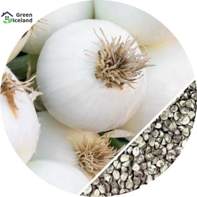 Picture of Organic white Onion Seeds - 100 Pcs SeedS