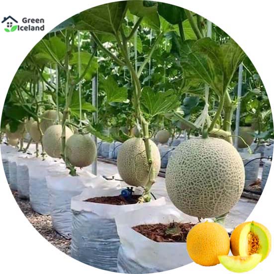 Picture of 8 Pcs Natural Delicious Mini Sweet Melon SeedS