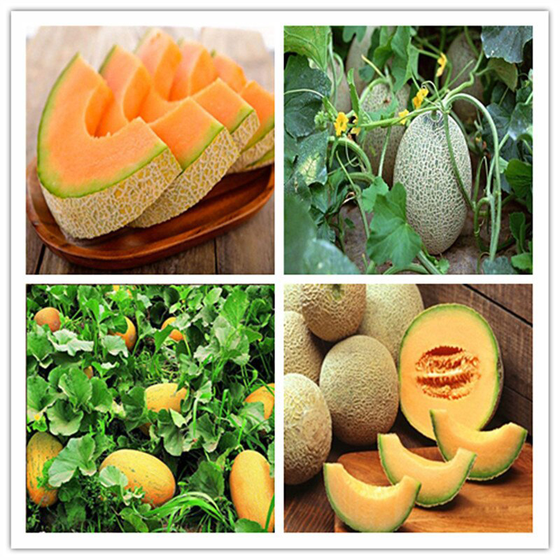 Picture of 8 Pcs Natural Delicious Mini Sweet Melon SeedS