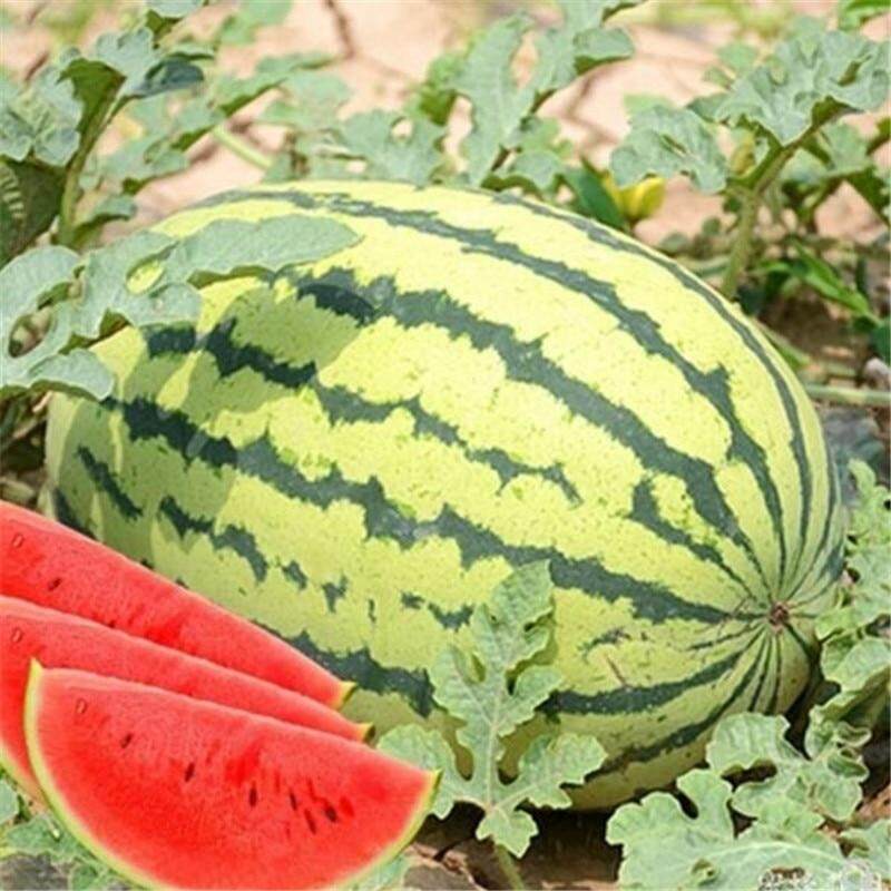 Picture of F1 Hybrid Watermelon Seeds  - 10 Pcs SeedS