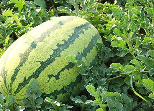 Picture of F1 Hybrid Watermelon Seeds  - 10 Pcs SeedS