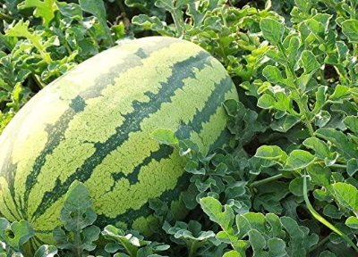 Picture of F1 Hybrid Watermelon Seeds  - 10 Pcs SeedS