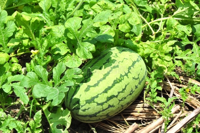 Picture of F1 Hybrid Watermelon Seeds  - 10 Pcs SeedS