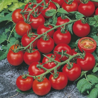 Picture of 20+ Pcs Global Delicious Climbing Tomato SeedS