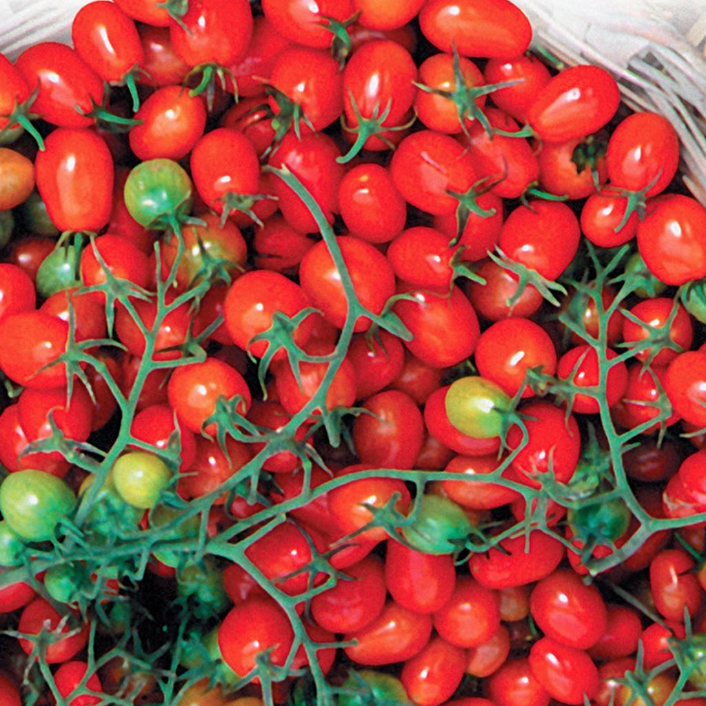 Picture of 20+ Pcs Global Delicious Climbing Tomato SeedS