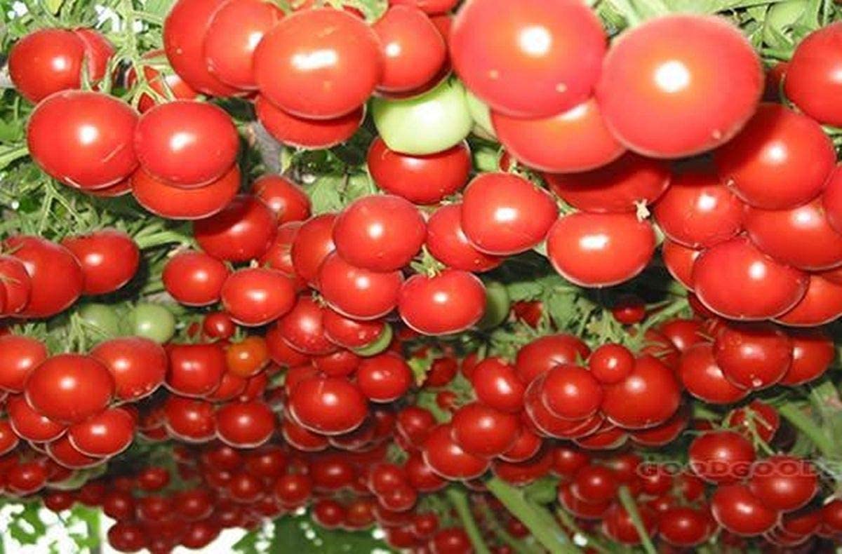 Picture of 20+ Pcs Global Delicious Climbing Tomato SeedS