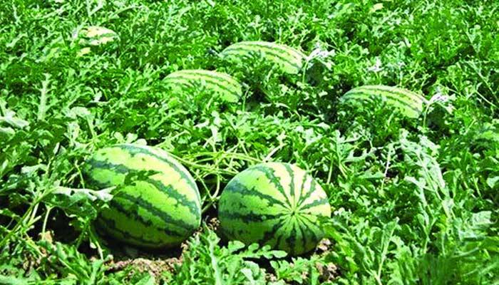 Picture of Natural Watermelon Bonsai Seeds  - 10 Pcs SeedS