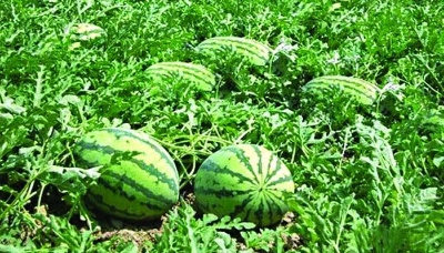 Picture of Natural Watermelon Bonsai Seeds  - 10 Pcs SeedS