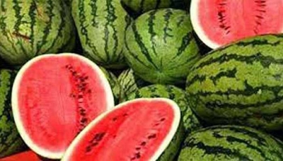 Picture of Natural Watermelon Bonsai Seeds  - 10 Pcs SeedS