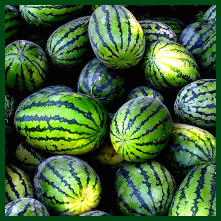 Picture of Natural Watermelon Bonsai Seeds  - 10 Pcs SeedS