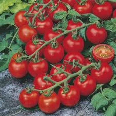Picture of Japanese Tomato Biz 25 Piece SEEDS Home Tuber