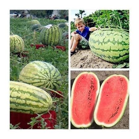 Picture of 10 pieceS of Chinese hybrid watermelon seedS