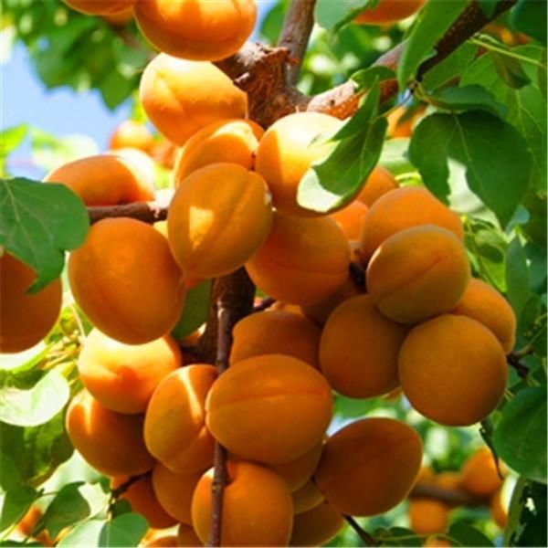 Picture of 5 Pcs Global Apricot Tree SeedS
