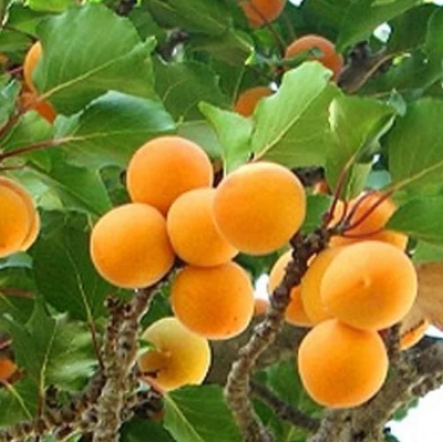 Picture of 5 Pcs Global Apricot Tree SeedS