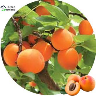 Picture of 5 Pcs Global Apricot Tree SeedS