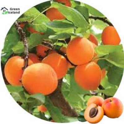 Picture of 5 Pcs Global Apricot Tree SeedS