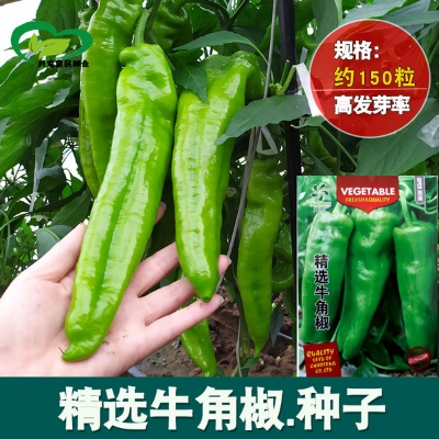 Picture of All Season Big Pepper Sweet Horn Chilli  Seeds