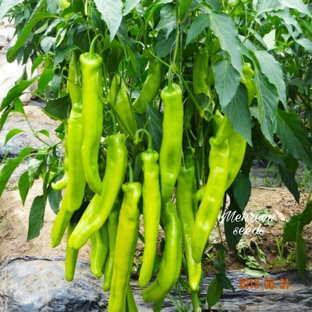 Picture of All Season Big Pepper Sweet Horn Chilli  Seeds