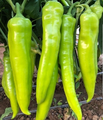Picture of All Season Big Pepper Sweet Horn Chilli  Seeds