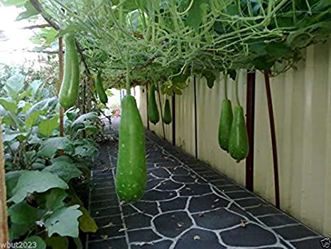 Picture of Hajari Bottle Gourd Seeds-10 Pieces