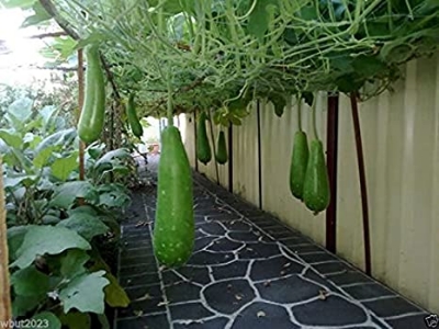 Picture of Hajari Bottle Gourd Seeds-10 Pieces