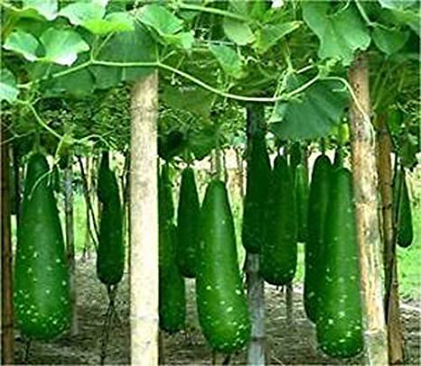 Picture of Hajari Bottle Gourd Seeds-10 Pieces