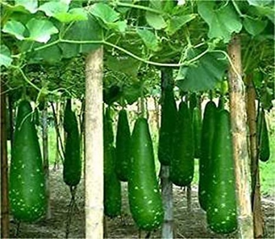Picture of Hajari Bottle Gourd Seeds-10 Pieces