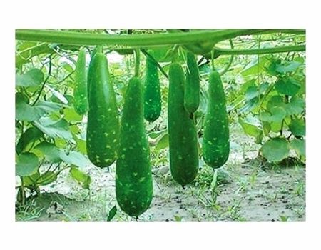 Picture of Hajari Bottle Gourd Seeds-10 Pieces