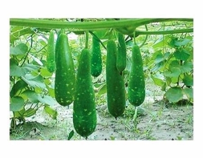 Picture of Hajari Bottle Gourd Seeds-10 Pieces