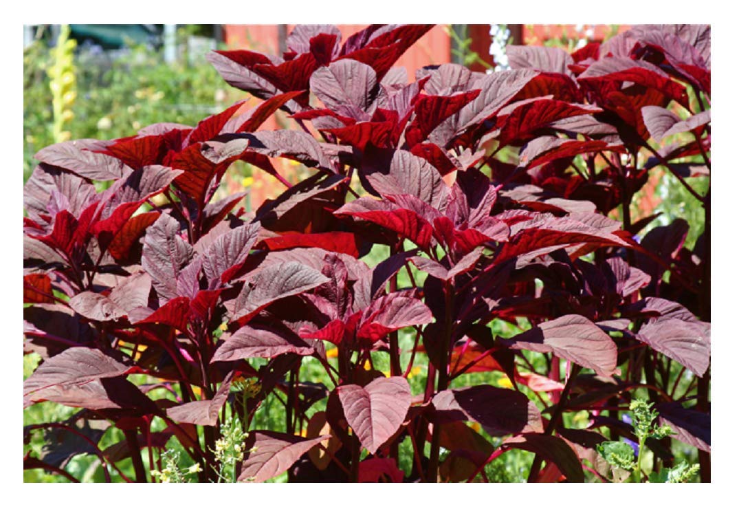 Picture of DESHI organic 100 PcS Lal Shak/ Red spinach SeedS