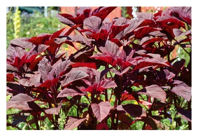 Picture of DESHI organic 100 PcS Lal Shak/ Red spinach SeedS