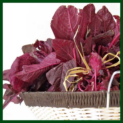 Picture of DESHI organic 100 PcS Lal Shak/ Red spinach SeedS