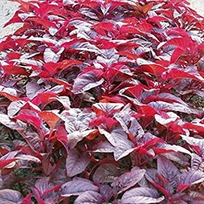 Picture of DESHI organic 100 PcS Lal Shak/ Red spinach SeedS