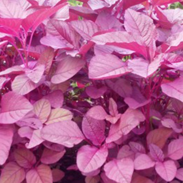 Picture of DESHI organic 100 PcS Lal Shak/ Red spinach SeedS