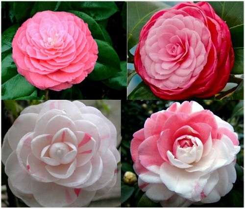 Picture of All Season Japanese Ginat Camellia Flower Bonsai Seeds - 5 Pcs SeedS