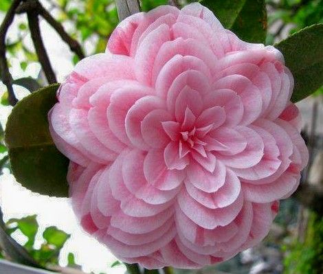 Picture of All Season Japanese Ginat Camellia Flower Bonsai Seeds - 5 Pcs SeedS