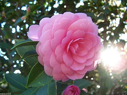 Picture of All Season Japanese Ginat Camellia Flower Bonsai Seeds - 5 Pcs SeedS