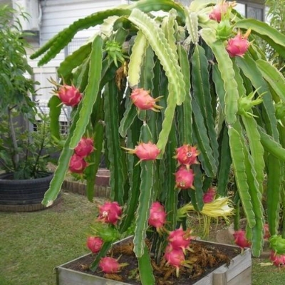 Picture of 15+ Pcs Natural Bonsai Dragon Pitaya Fruit Seeds - 15+ Pcs Seeds (Intact Packet)