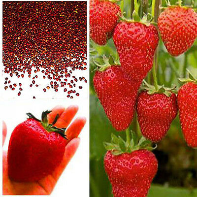 Picture of Global All Season Red Strawberry Seeds - 30 Pcs Seeds